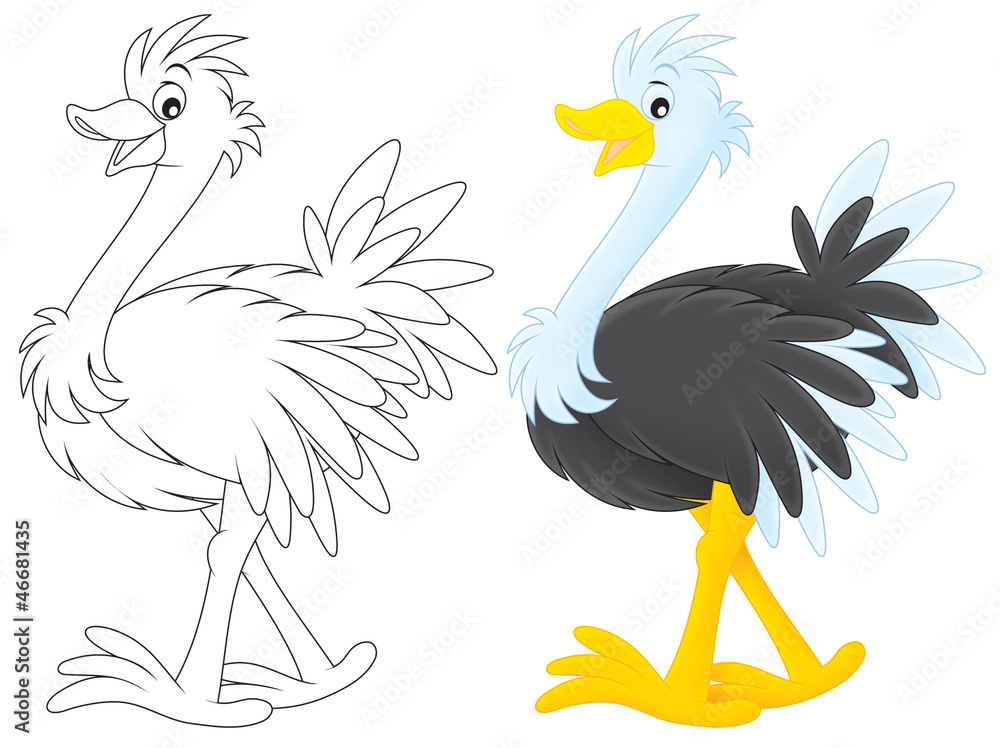 Obraz premium Ostrich