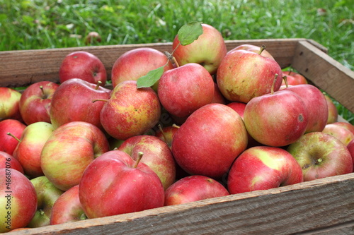 Harvest of apples