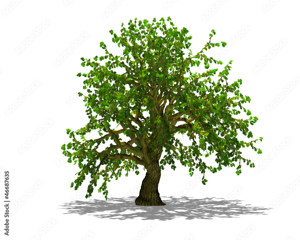 Big tree Big tree