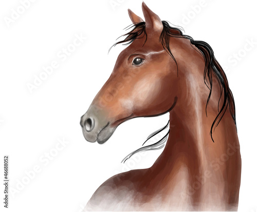 Arabian horse