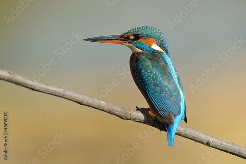 Fotografie Martin pescatore