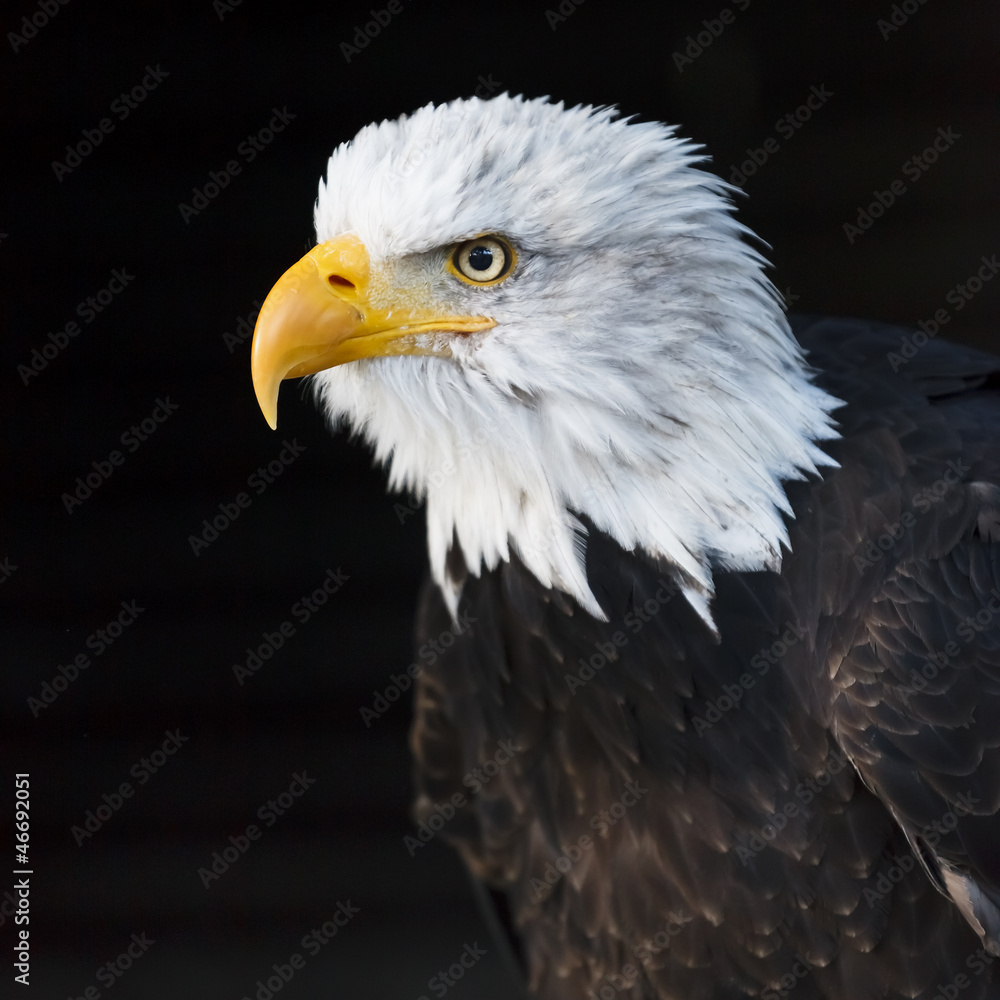 Portrait of a bald eagle (lat. haliaeetus leucocephalus) Portrait of a bald eagle (lat. haliaeetus leucocephalus)