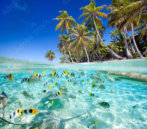 Tropical island above and underwater photo