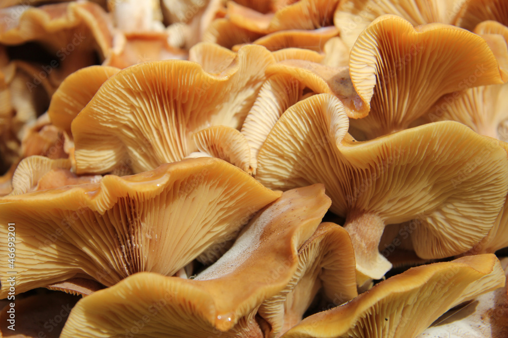 Mushrooms Mushrooms
