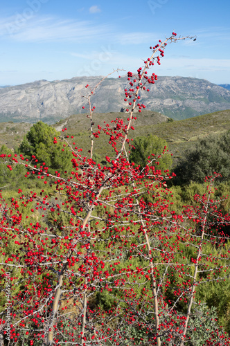 Mediterranean shrub photo