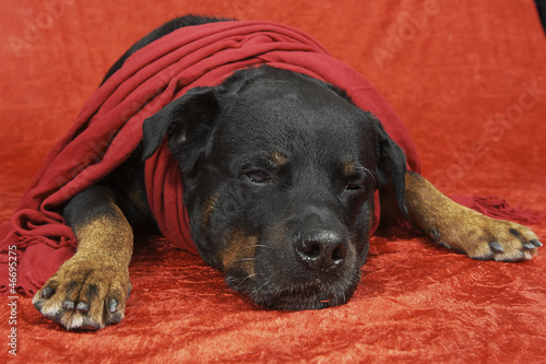 Pure bred rottweiler with christmas outfit on red background