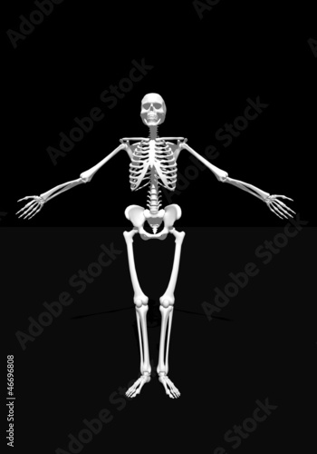 Fototapeta Naklejka Na Ścianę i Meble -  White skeleton