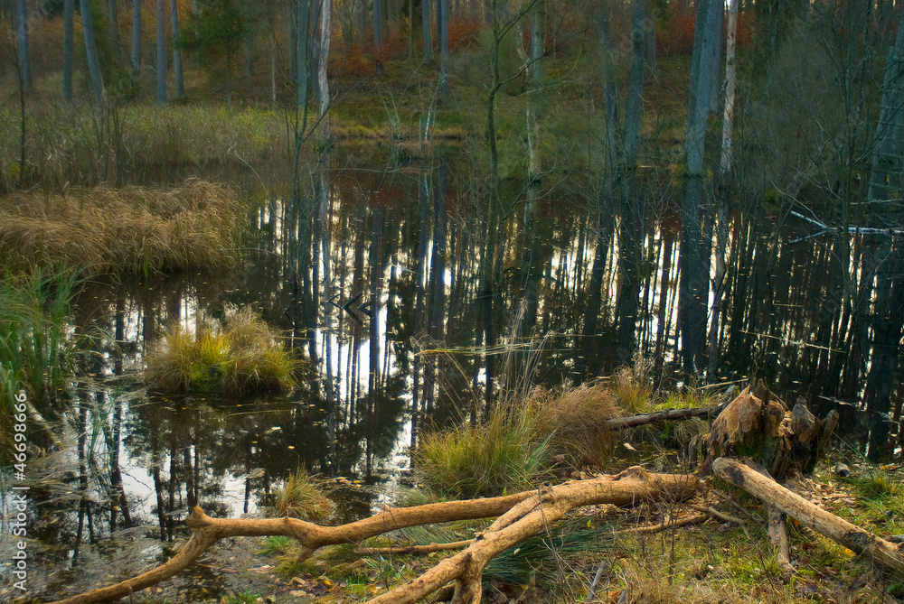 Beavers pool - flooded forest - swamp