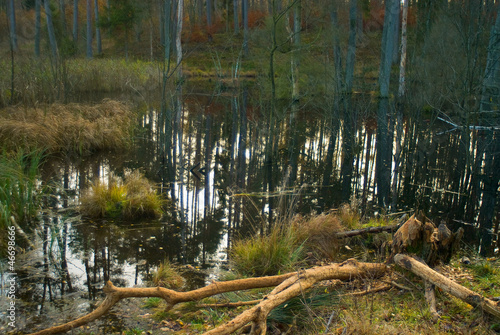 Obraz na płótnie Beavers pool - flooded forest - swamp w salonie