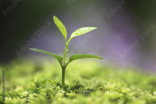 Sprout in the forest.