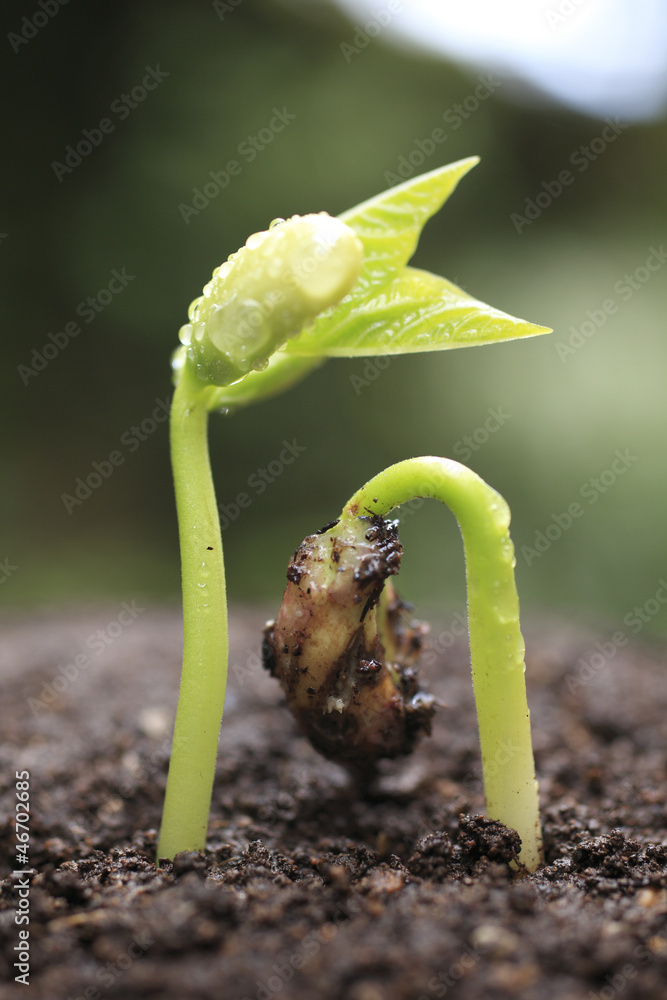 Fototapeta premium Sprout in the forest.