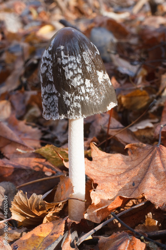 Coprinus picaceus (Magpie Fungus) photo