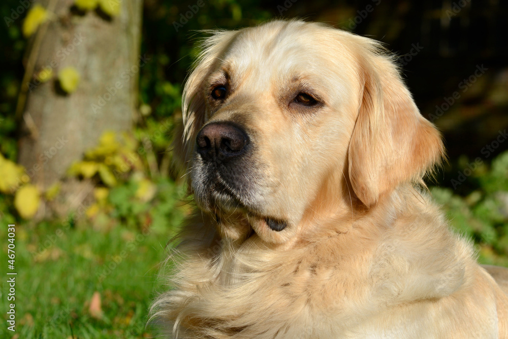 Kopf Golden Retriever