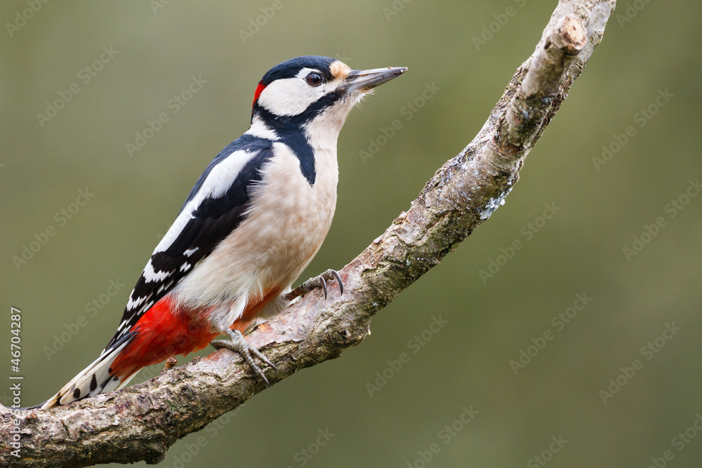 Great Spotted Woodpecker on a tree Great Spotted Woodpecker on a tree