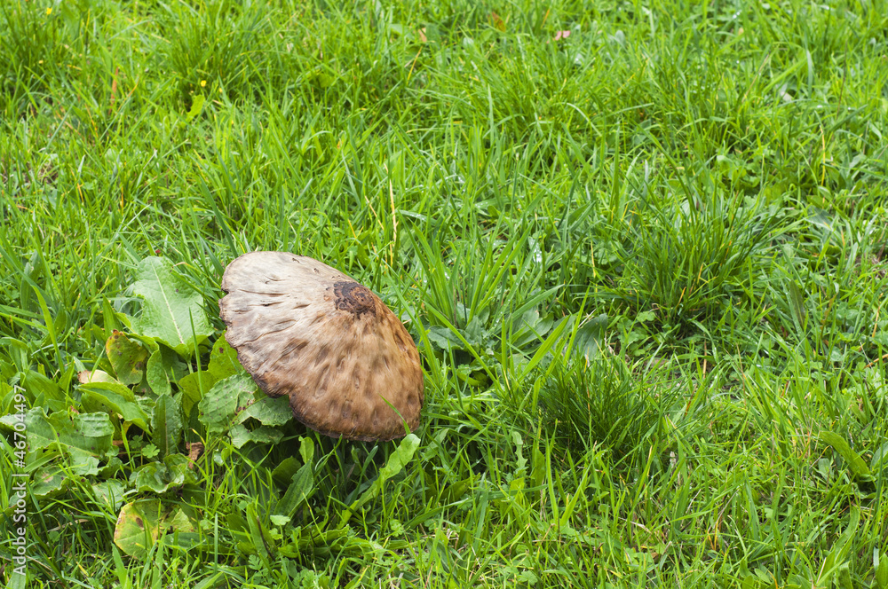 big mushroom among the green grass