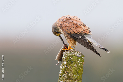 kestrel with mouse photo