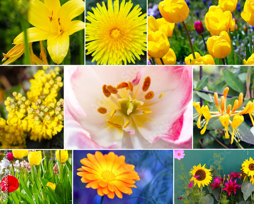 Fototapeta Naklejka Na Ścianę i Meble -  Blütenvielfalt