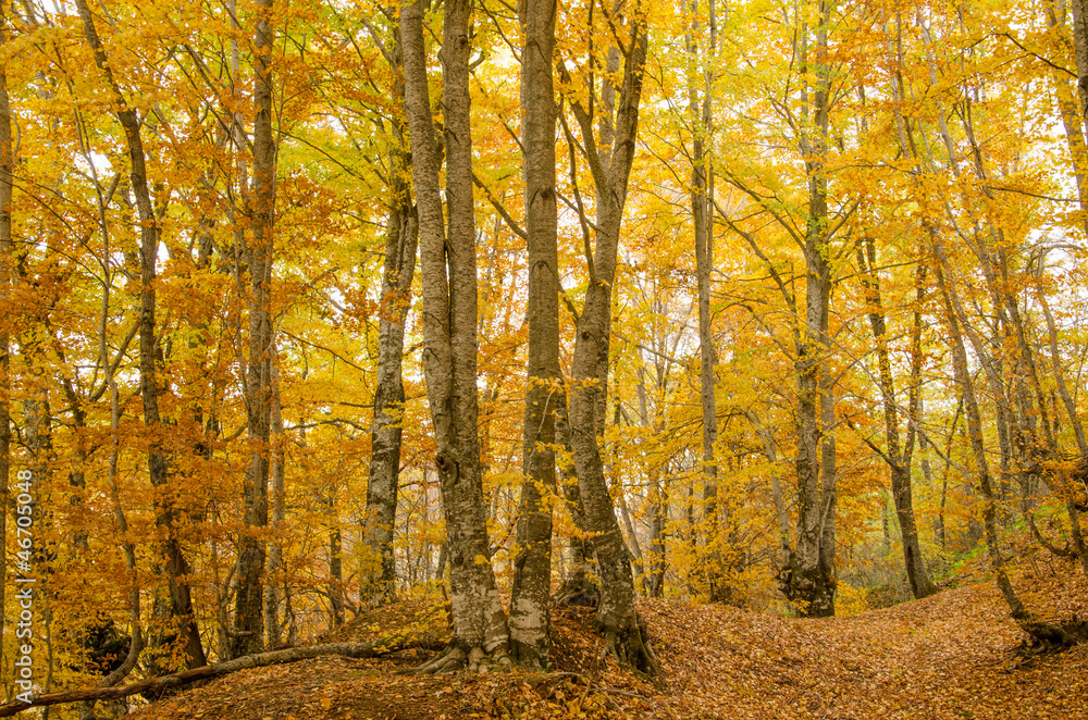 Forest in the autumn Forest in the autumn