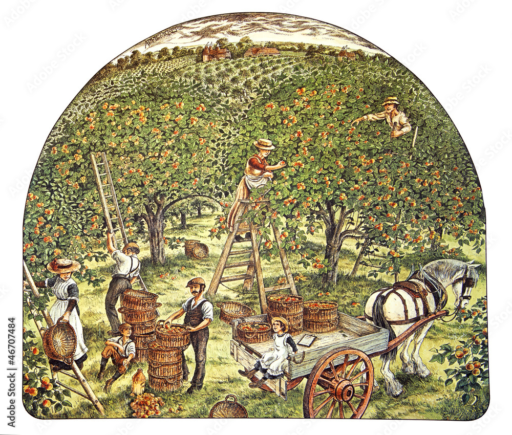 © alephcomo1 - apple tree