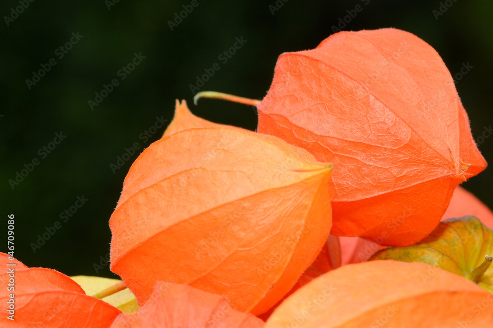 Physalis Physalis