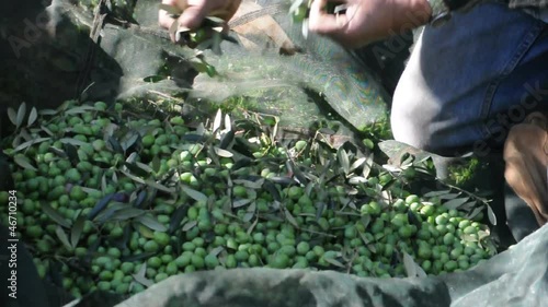 raccolta delle olive
