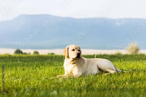Young dog of golden retriever