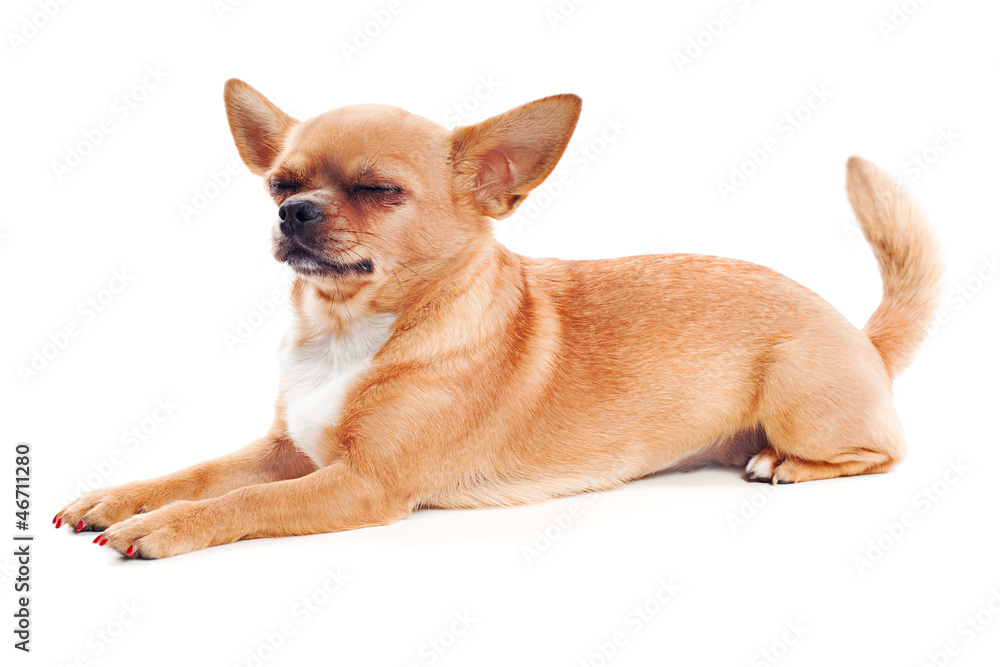 red chihuahua dog isolated on white background