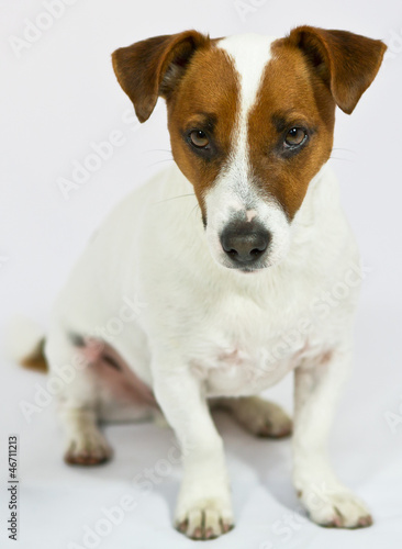 Portrait Jack-Russel-Terrier © grizzlybaerin