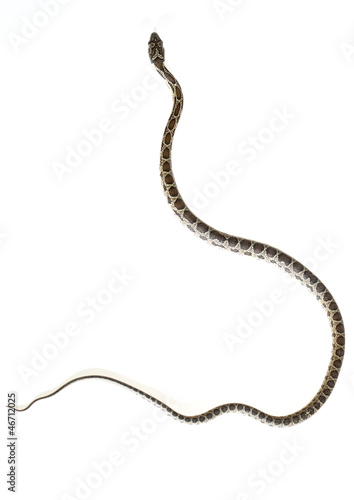 horseshoe snake