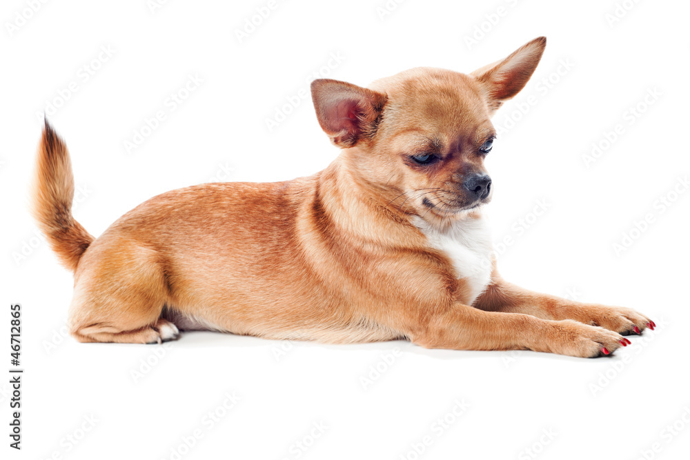 Obraz premium red chihuahua dog isolated on white background