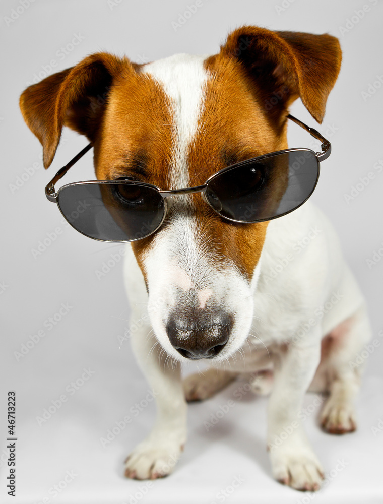 Jack-Russel-Terrier mit Brille Jack-Russel-Terrier mit Brille