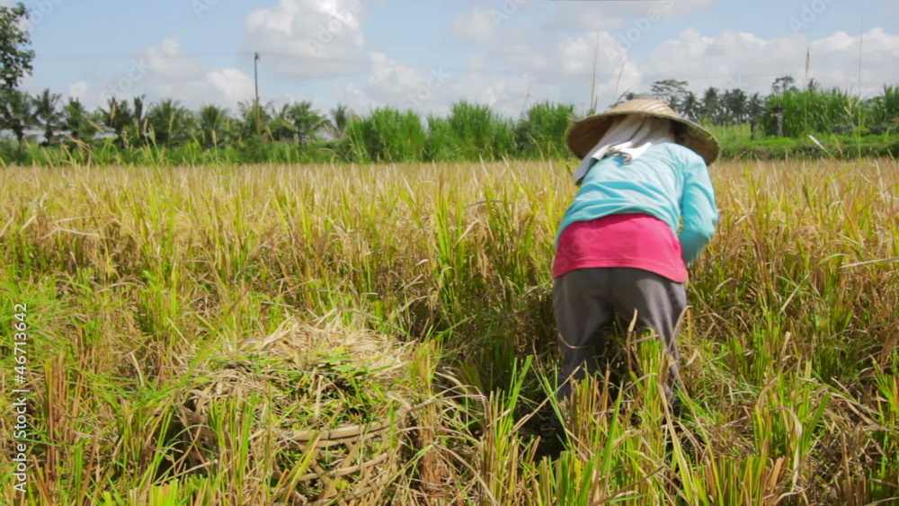 agriculture workers on rice field in bali agriculture workers on rice field in bali