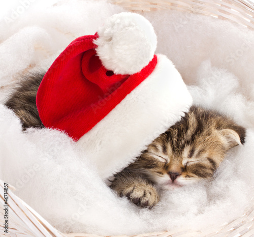 cat sleeping on christmas