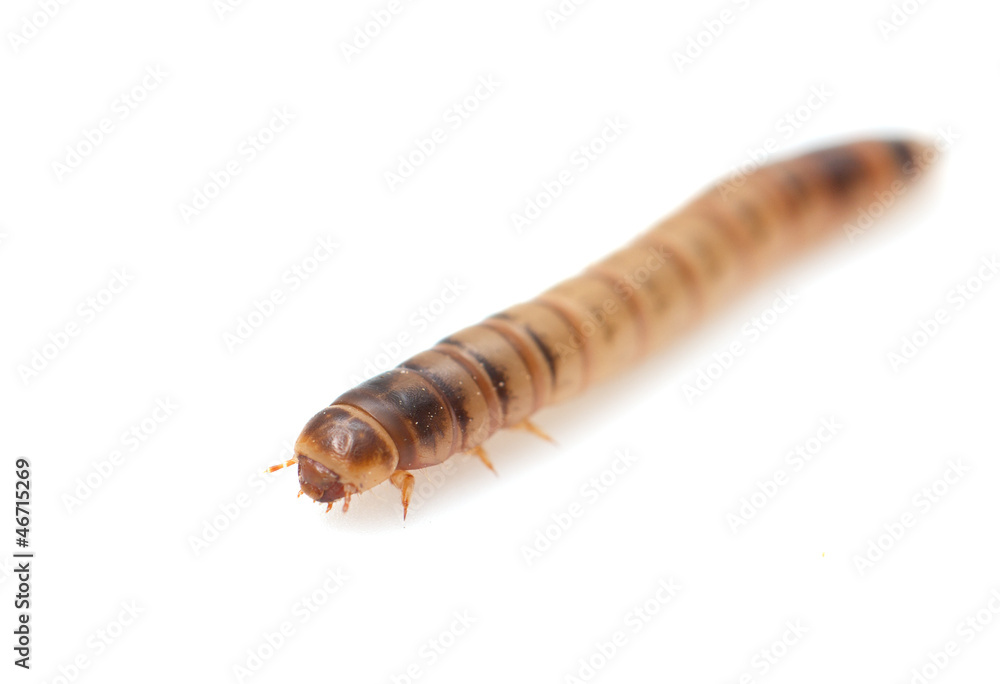 worm on white background. macro worm on white background. macro