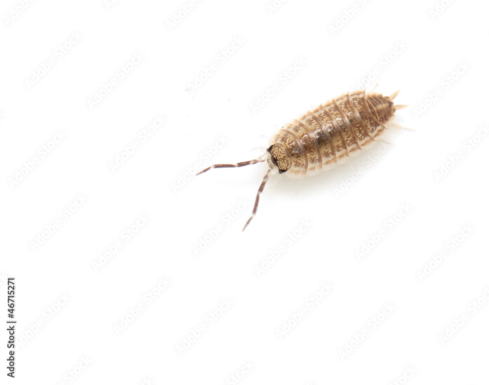 woodlouse on a white background. macro woodlouse on a white background. macro