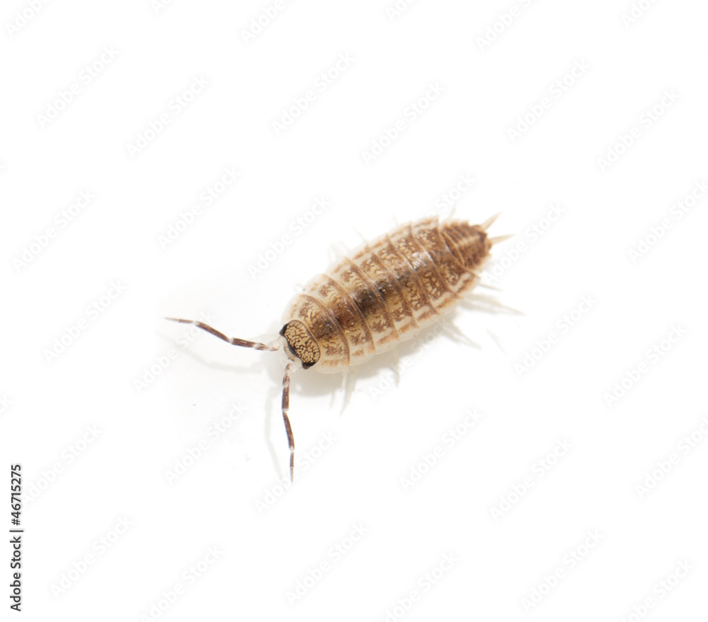 woodlouse on a white background. macro woodlouse on a white background. macro