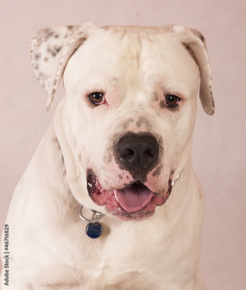 Obraz premium dogo