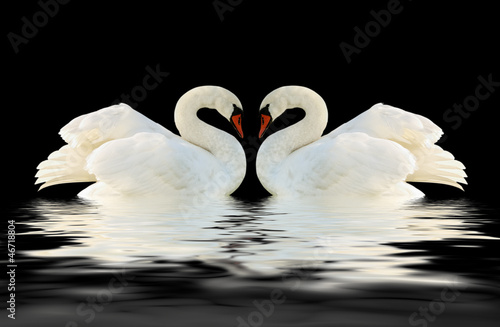 Fototapeta Naklejka Na Ścianę i Meble -  White swans.