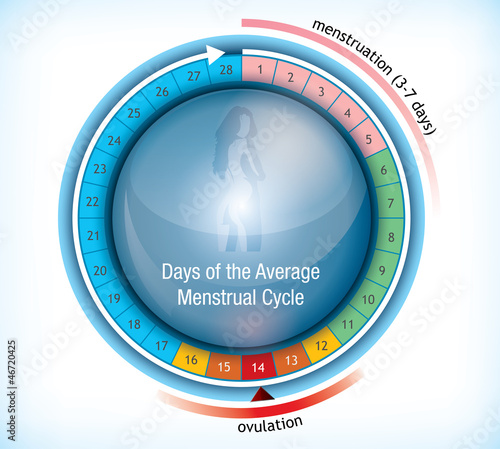 Circular flow chart showing days of menstruation