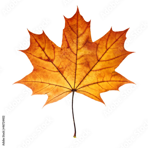 Wallpaper Mural autumn maple leaf isolated on white background Torontodigital.ca