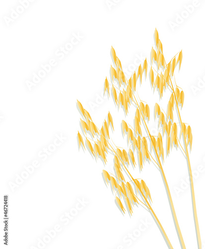 Oats background vector