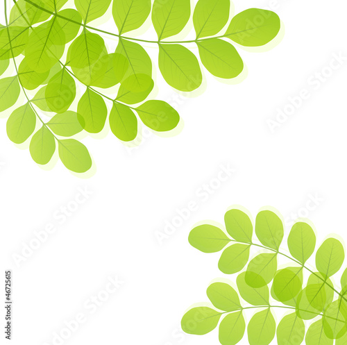 Green leaves background vector