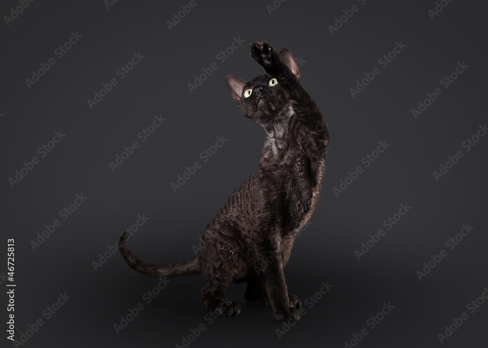 Obraz premium black devon rex cat on black background
