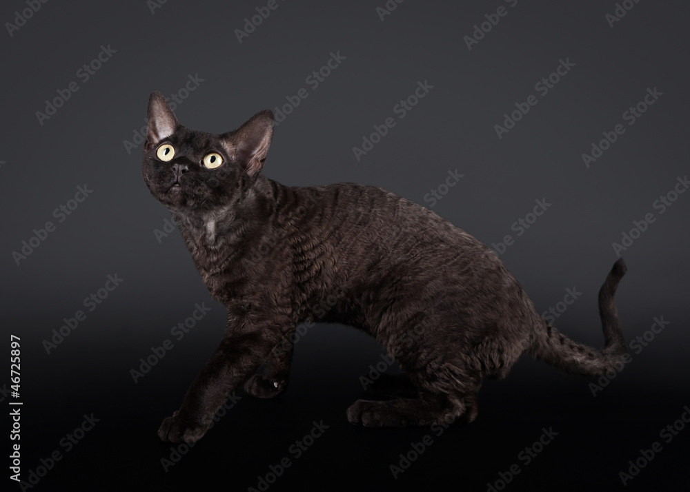 Black devon deals rex