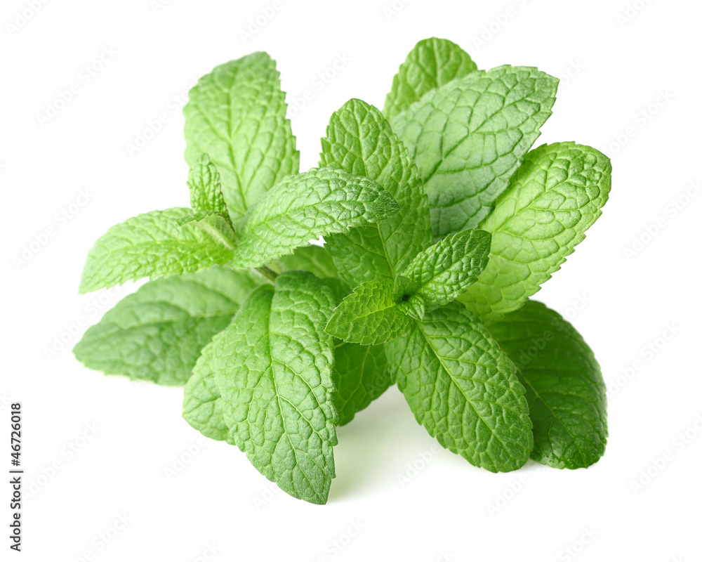 Peppermint in closeup Peppermint in closeup