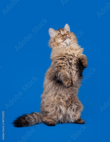 Fotografie selkirk rex cat on sky blue background