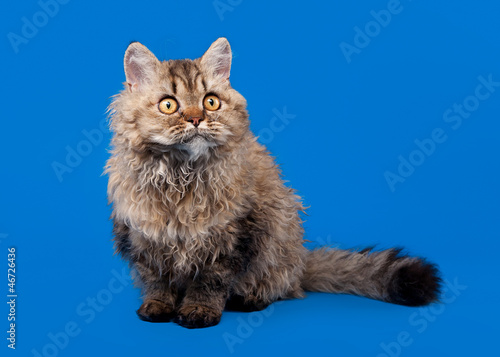Obraz na plátně selkirk rex cat on sky blue background