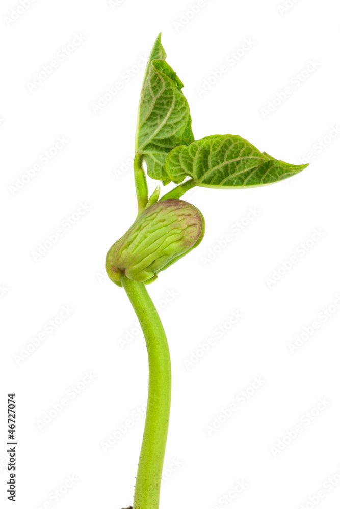 Seedling beans Seedling beans