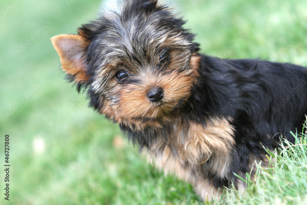 yorkshire terrier puppy on natural background yorkshire terrier puppy on natural background