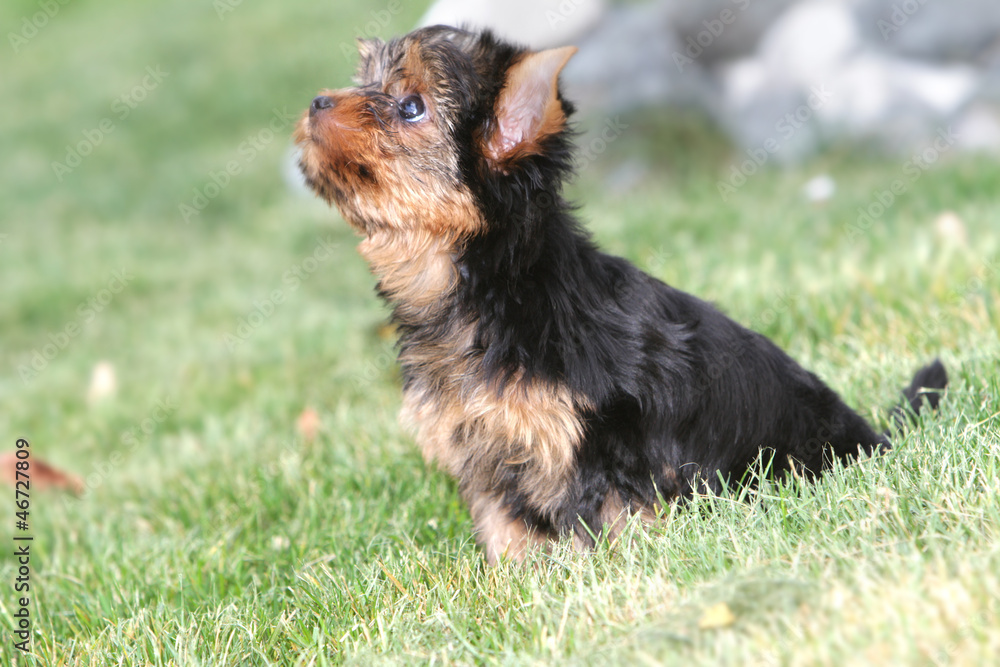 yorkshire terrier puppy on natural background yorkshire terrier puppy on natural background